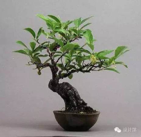 玩腻了盆栽 升级玩玩盆景吧