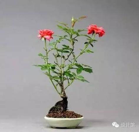 玩腻了盆栽 升级玩玩盆景吧