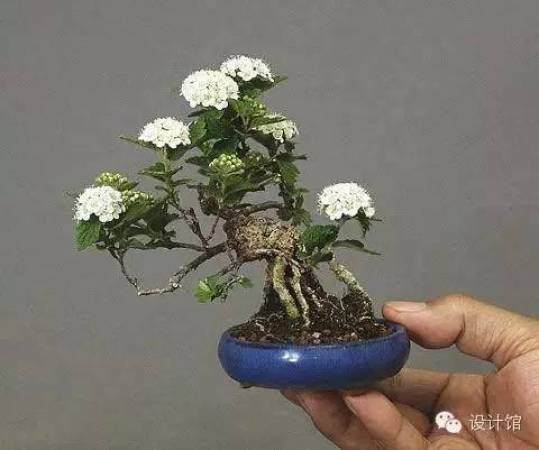 玩腻了盆栽 升级玩玩盆景吧