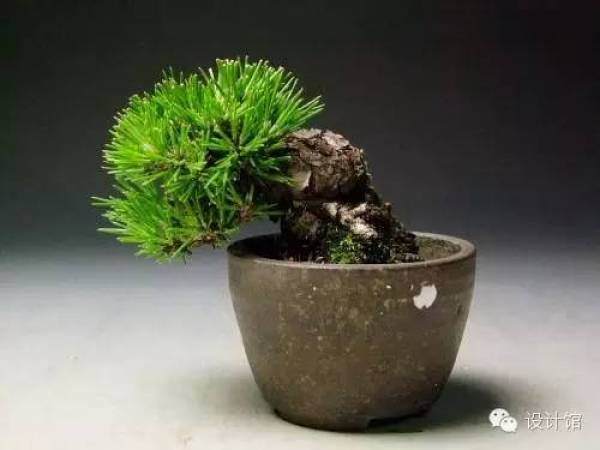 玩腻了盆栽 升级玩玩盆景吧