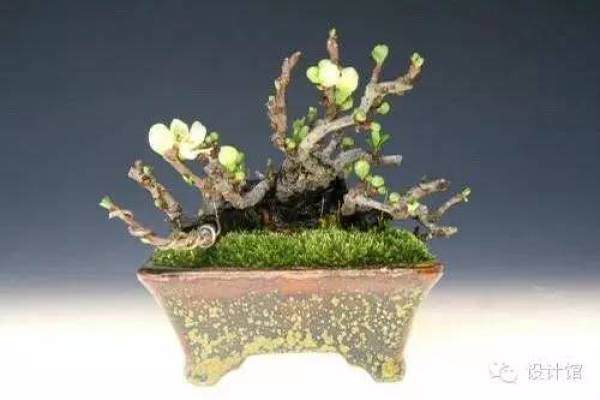 玩腻了盆栽 升级玩玩盆景吧