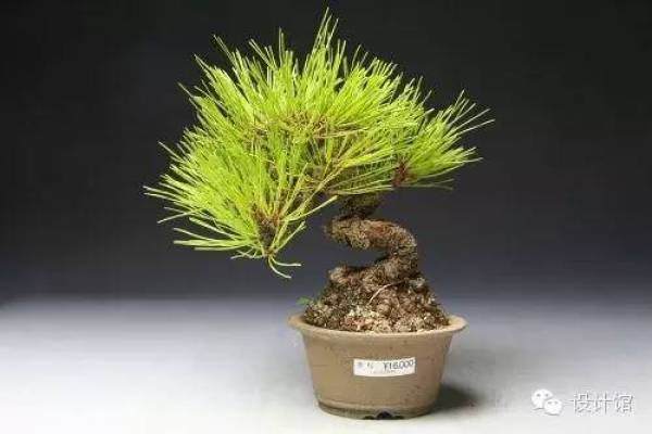 玩腻了盆栽 升级玩玩盆景吧