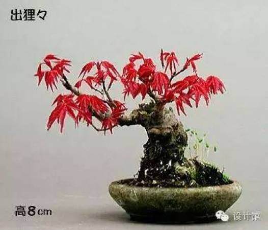 玩腻了盆栽 升级玩玩盆景吧