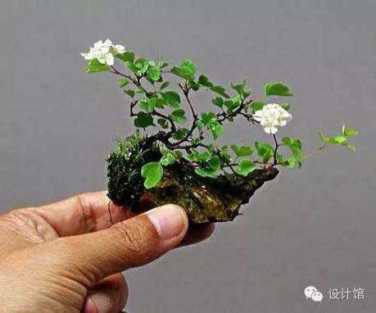 玩腻了盆栽 升级玩玩盆景吧