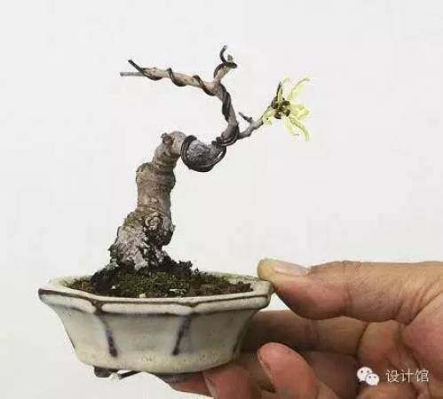 玩腻了盆栽 升级玩玩盆景吧