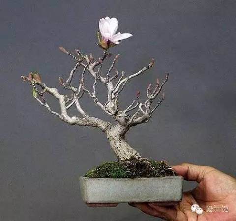 玩腻了盆栽 升级玩玩盆景吧