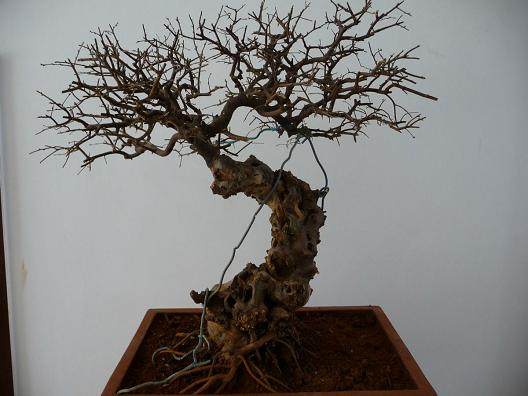 是盆景扭曲了 人性的价值观