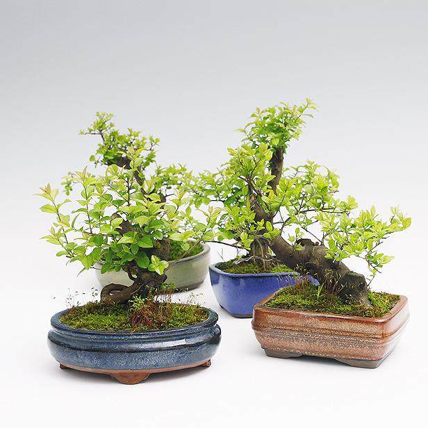 适合室内养殖的小型常绿 盆栽植物？