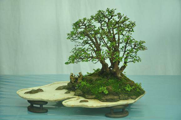 杭州哪里有花卉及植物盆景批发的市场