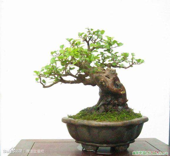 小型盆景俏销合肥市场