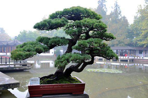 郭庄看名师盆景