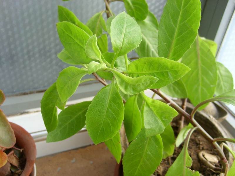 现在中草药盆景 非常热销 很受欢迎