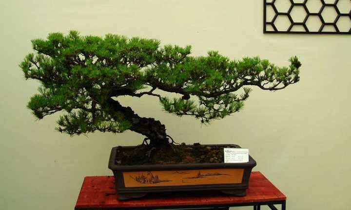 国际盆景赏石协会在番禺珠江钢管有限公司举行