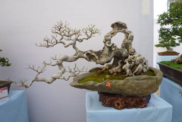 河南省花卉协会盆景分会成立大会在许昌市召开