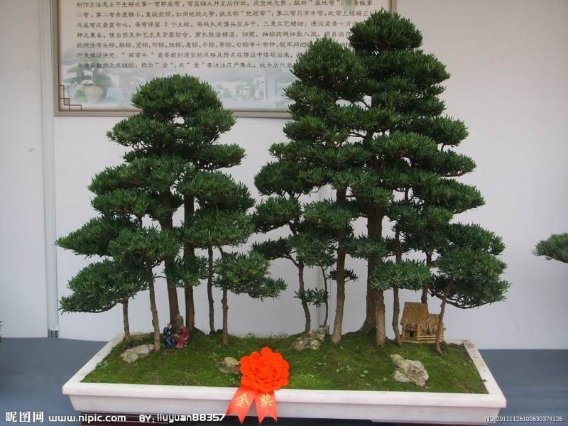 小伙为了过个体面年 从公司偷回家8万多元盆景