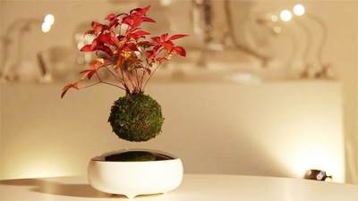 对于日本艺术家来说，盆景不但要漂亮还要酷。设计师用独特的技术，让盆景飘浮在了半空中。