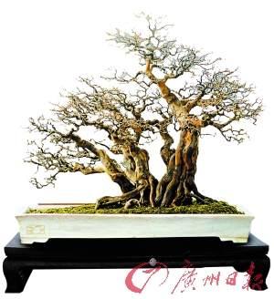 2015世界盆景羊城比美