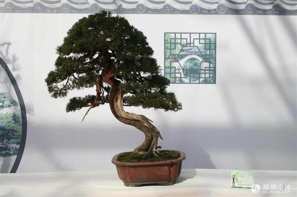 镇海盆景协会首届盆景展