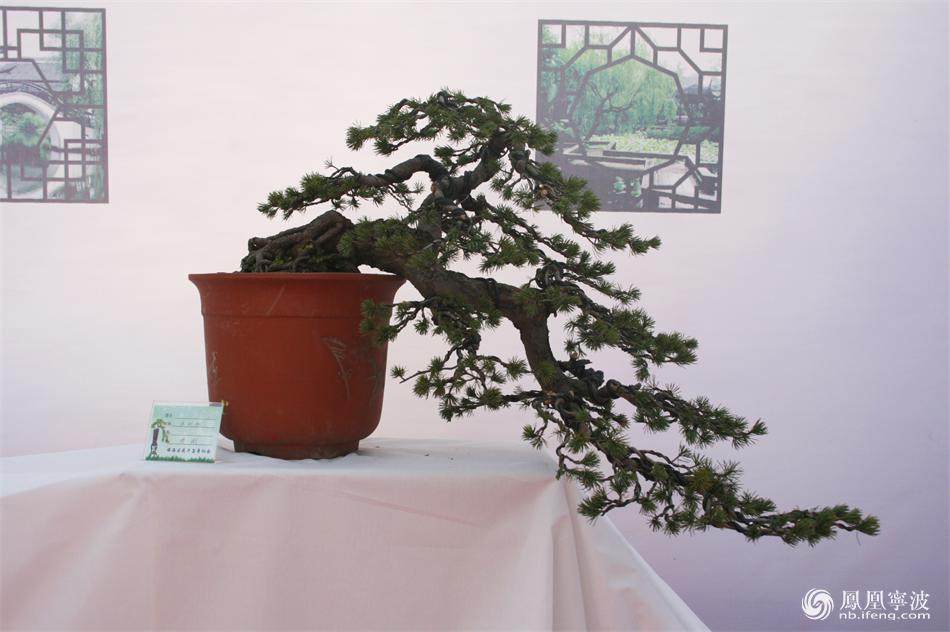 镇海盆景协会首届盆景展