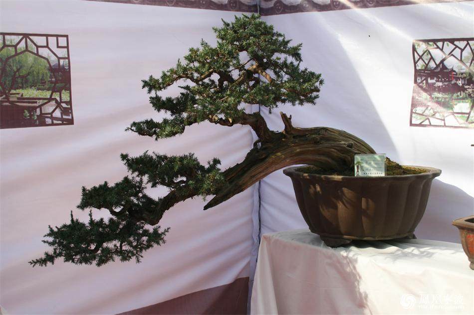 镇海盆景协会首届盆景展