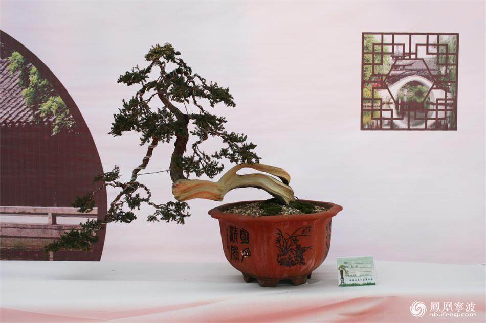 镇海盆景协会首届盆景展