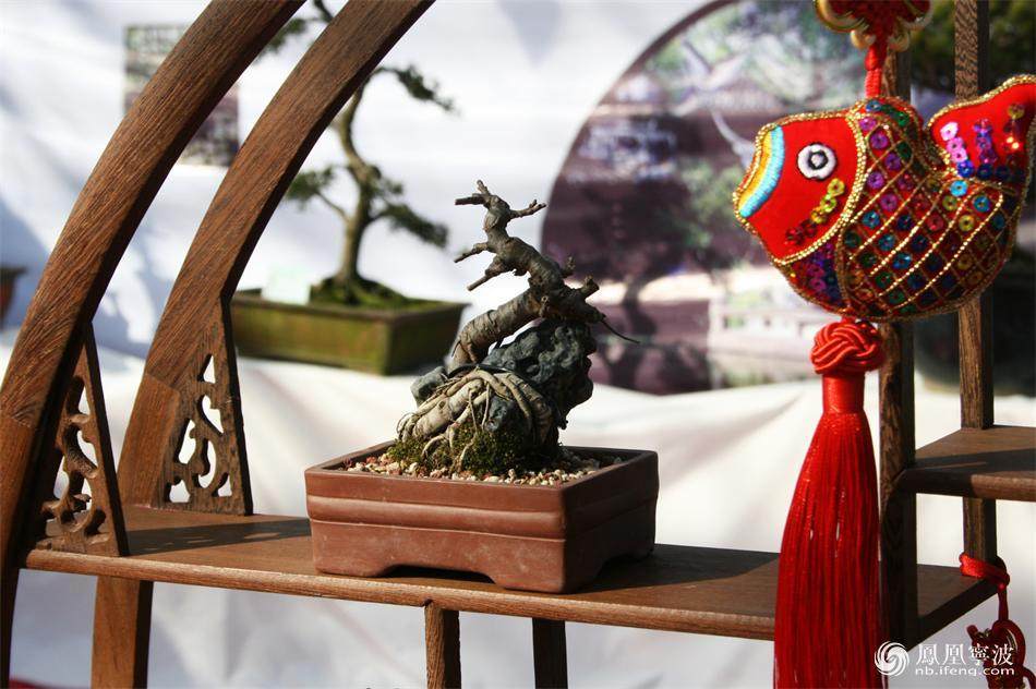 镇海盆景协会首届盆景展