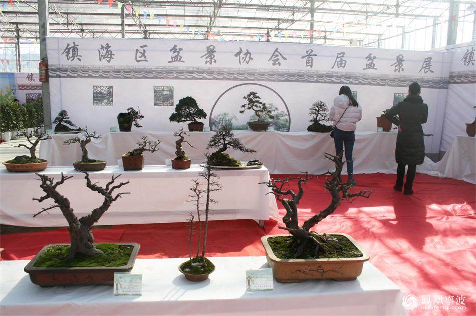 镇海盆景协会首届盆景展