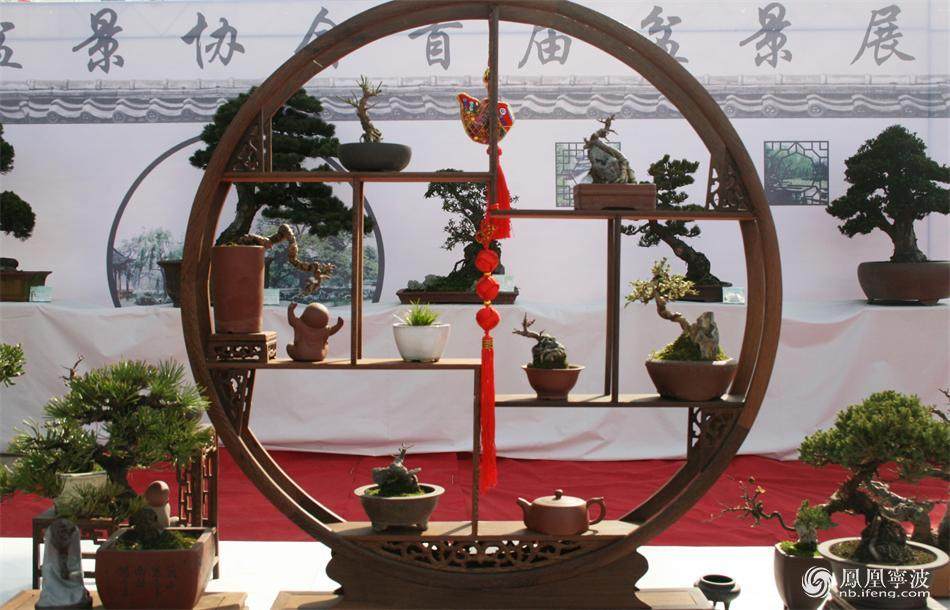 镇海盆景协会首届盆景展
