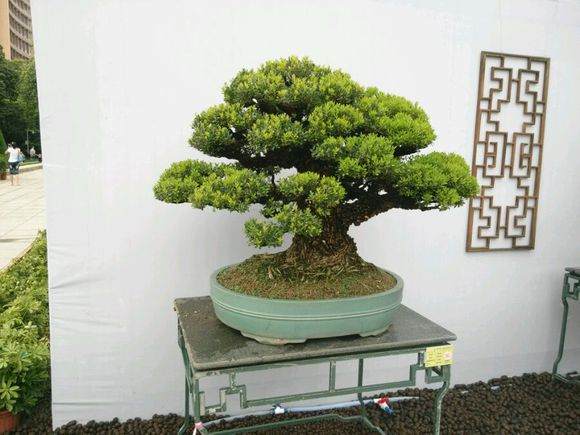 中华槐园首届盆景精品展圆满收官