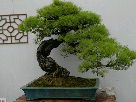 中国盆景五大流派之一广州岭南盆景