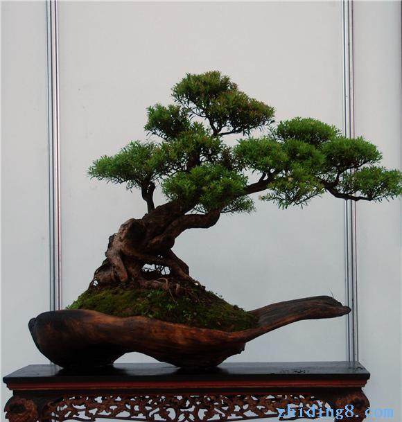 2011年广州盆景赏石宏构展