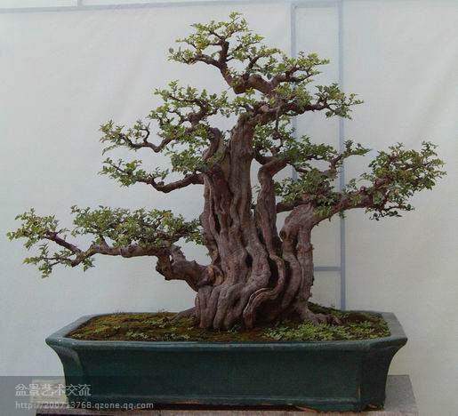 广州盆景协会主办的2011年盆景赏石精品展