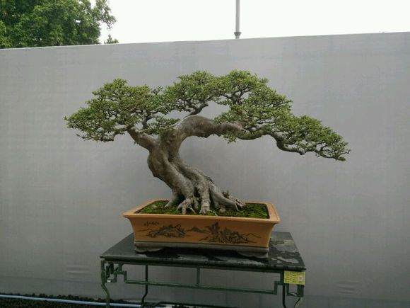 广州举办的第九届粤港澳台盆景艺术博览会