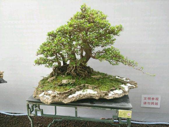 广州市举办国际盆景邀请展