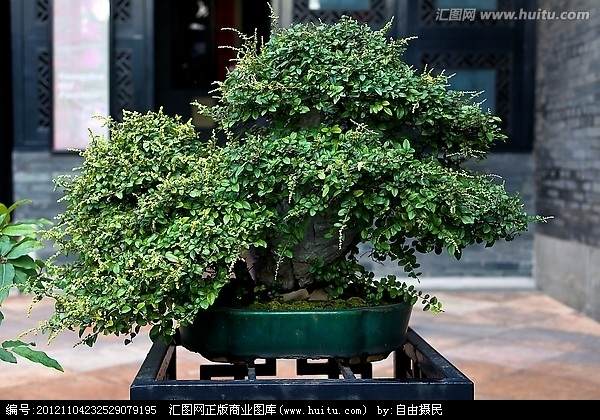 广州花都第五届盆景展开幕