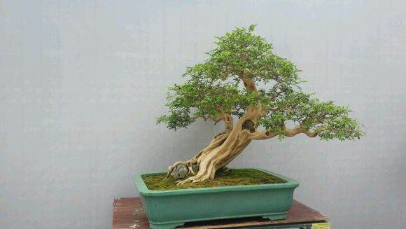 广州国际盆景邀请展