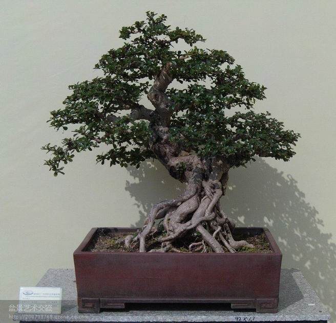 广州100多盆景精品入选参展