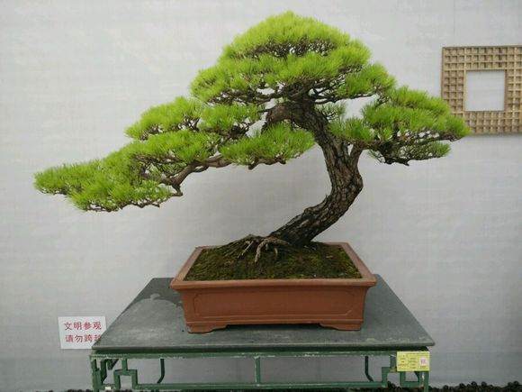 参加广州国际盆景展