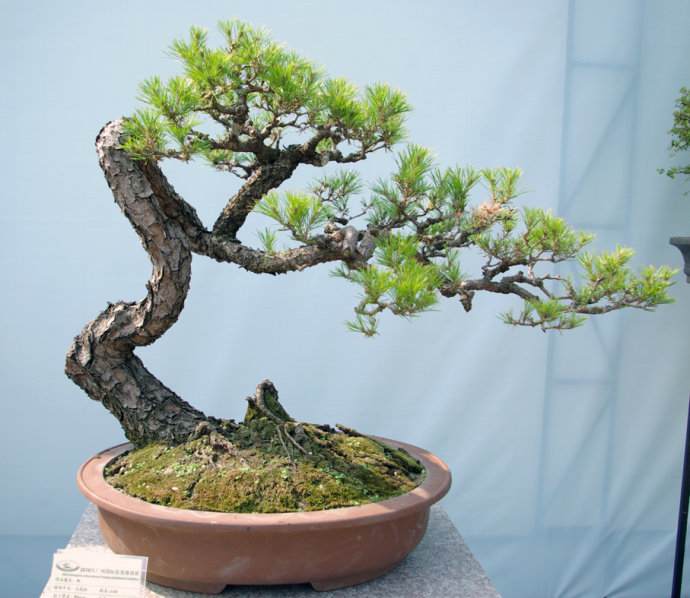 广州亚运会盆景邀请展