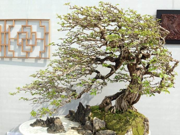 2010广州国际盆景邀请展