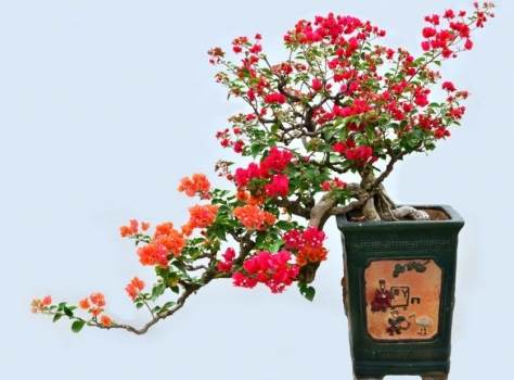 烟台广场增添的几处三角梅盆景 吸引了不少市民