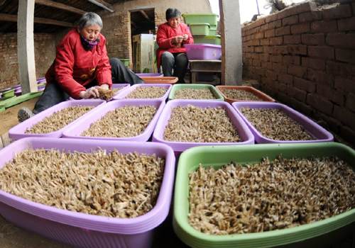 河北南宫韭菜盆景畅销市场 年收入1000余万元