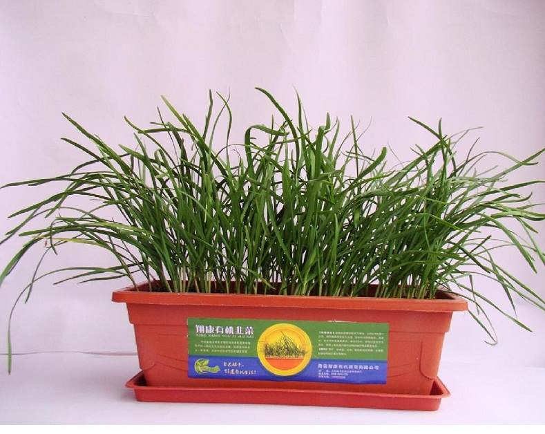 万盆盆栽韭菜一上市 立刻受到市民亲睐