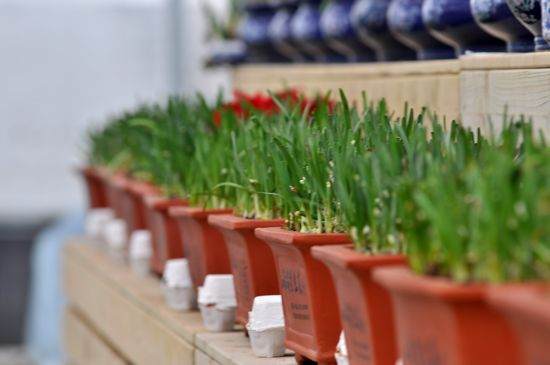 盆景韭菜能卖到上百元 比普通韭菜增值几十倍