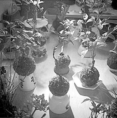 最近日本设计团队设计了这种磁悬浮盆景