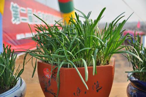 高密大棚里栽起盆景韭菜