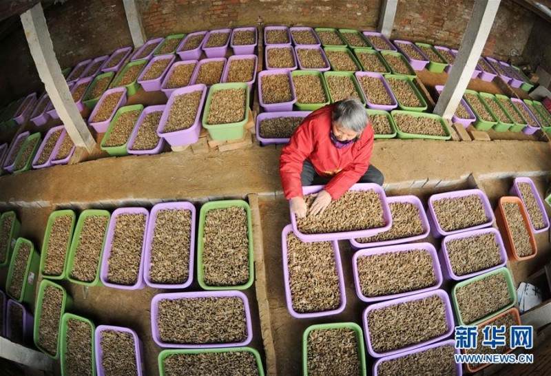 大棚里栽起&ldquo;盆景&rdquo;韭菜