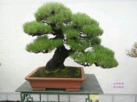 姑苏区葑门街道里河社区举办盆景艺术展活动