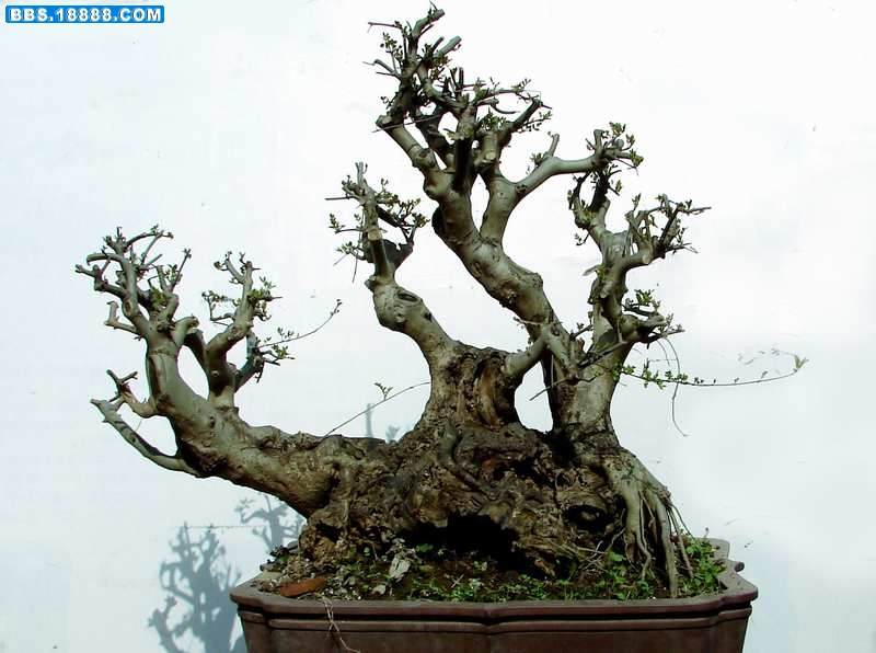 对节白蜡下山桩盆栽后放内室多久发芽