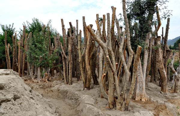劳动节过后挖的对节白蜡下山桩能栽活吗
